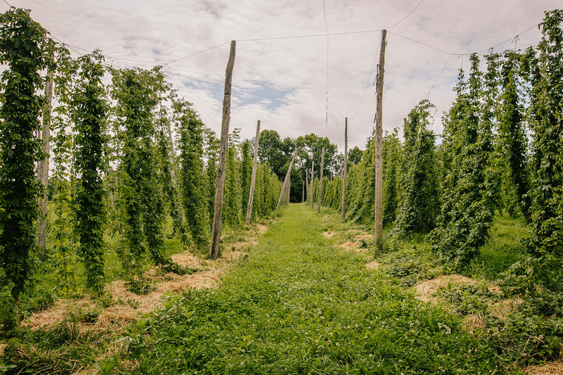 Illustration for article titled Wet Hop Beer: The Real Seasonal Brew You Should Be Drinking This Fall